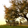 Schafe im Emmental