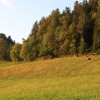 Emmental